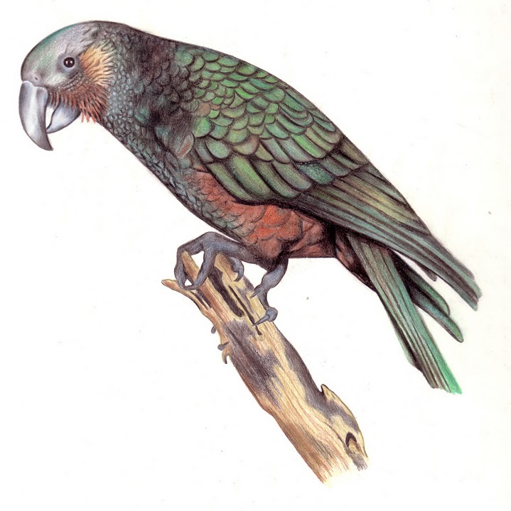 Kea